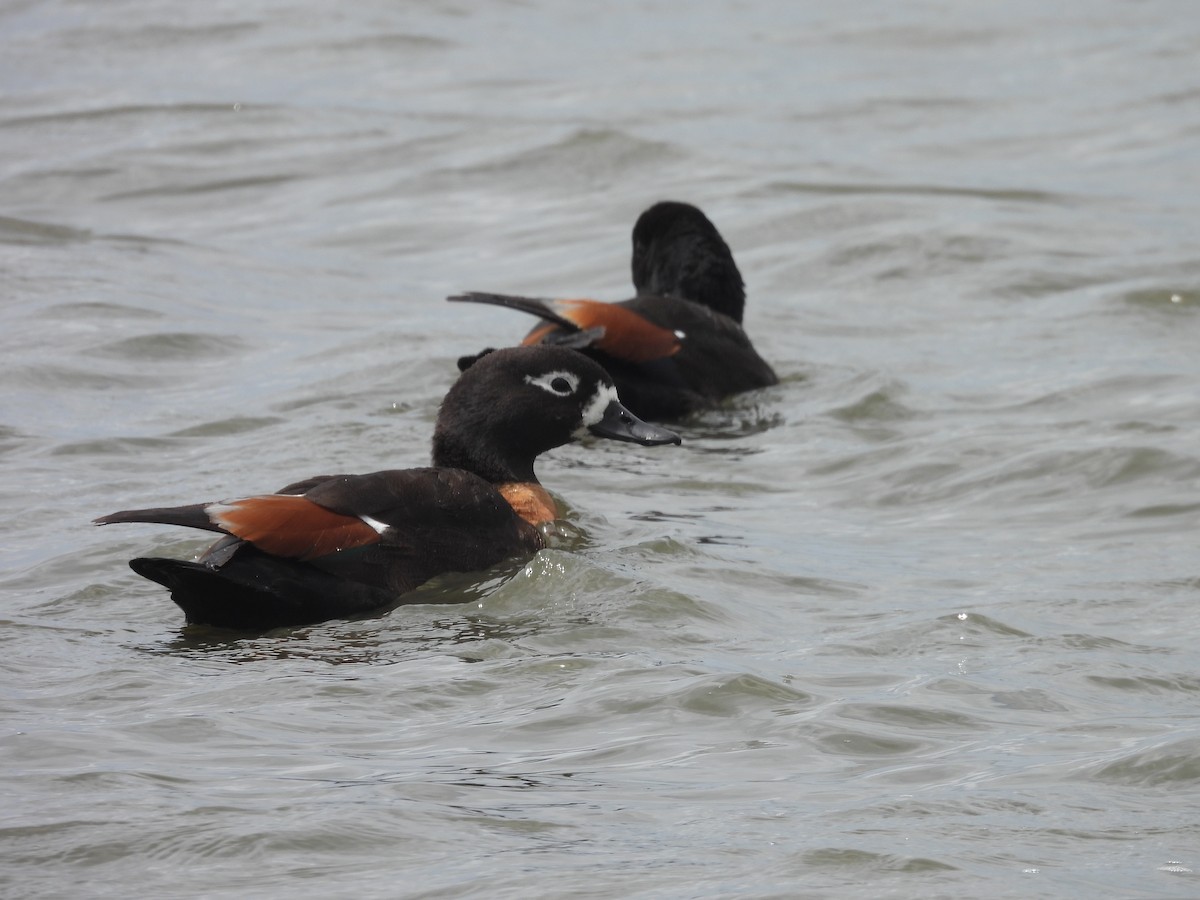 Australian Shelduck - ML647496522