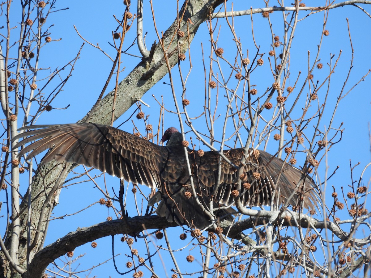 Turkey Vulture - ML647496526