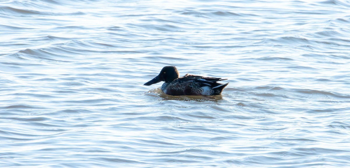 Northern Shoveler - ML647496529