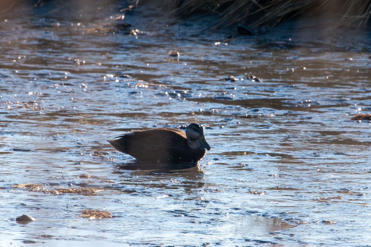 Northern Shoveler - ML647496530
