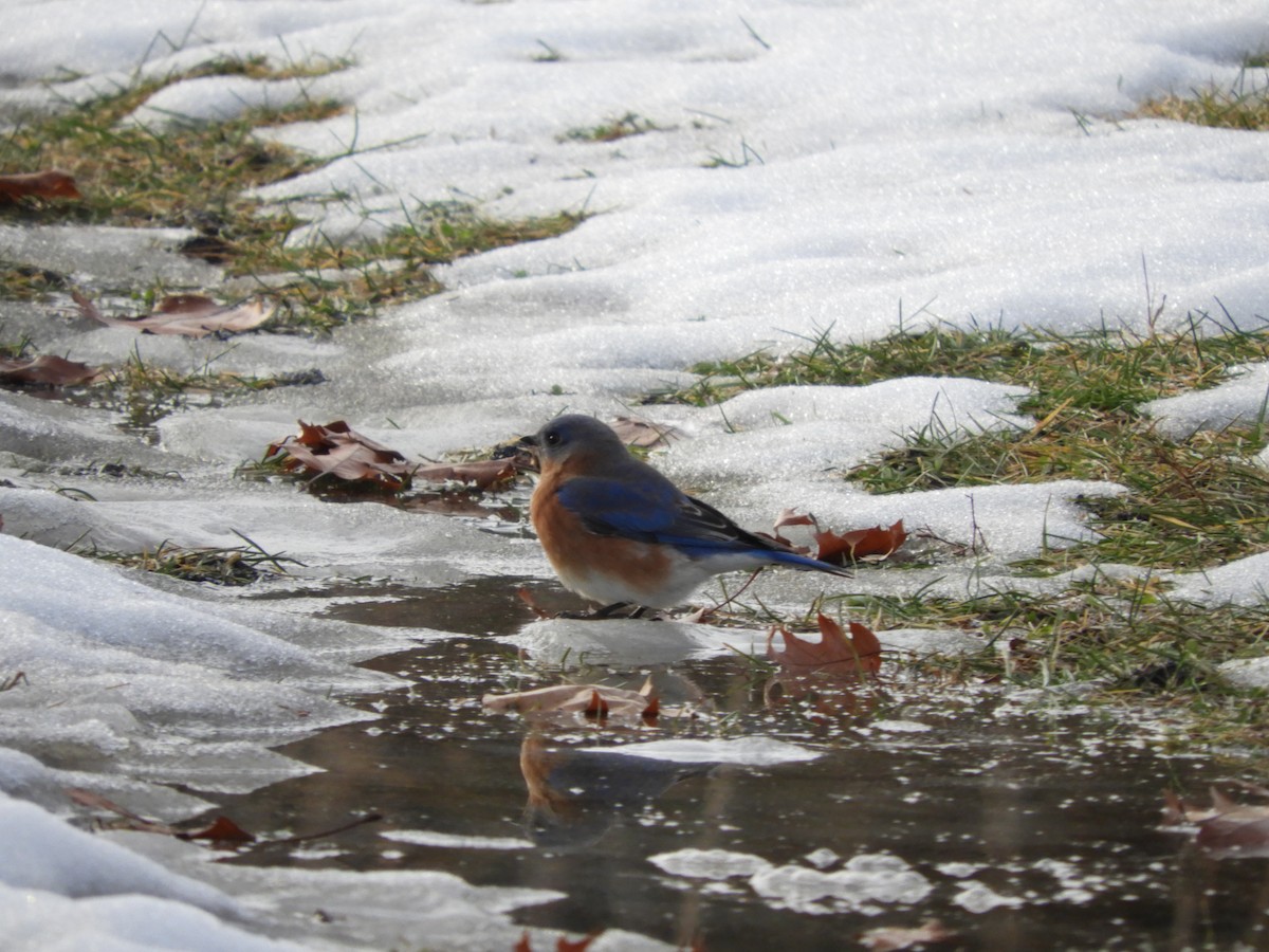 Eastern Bluebird - ML647496535