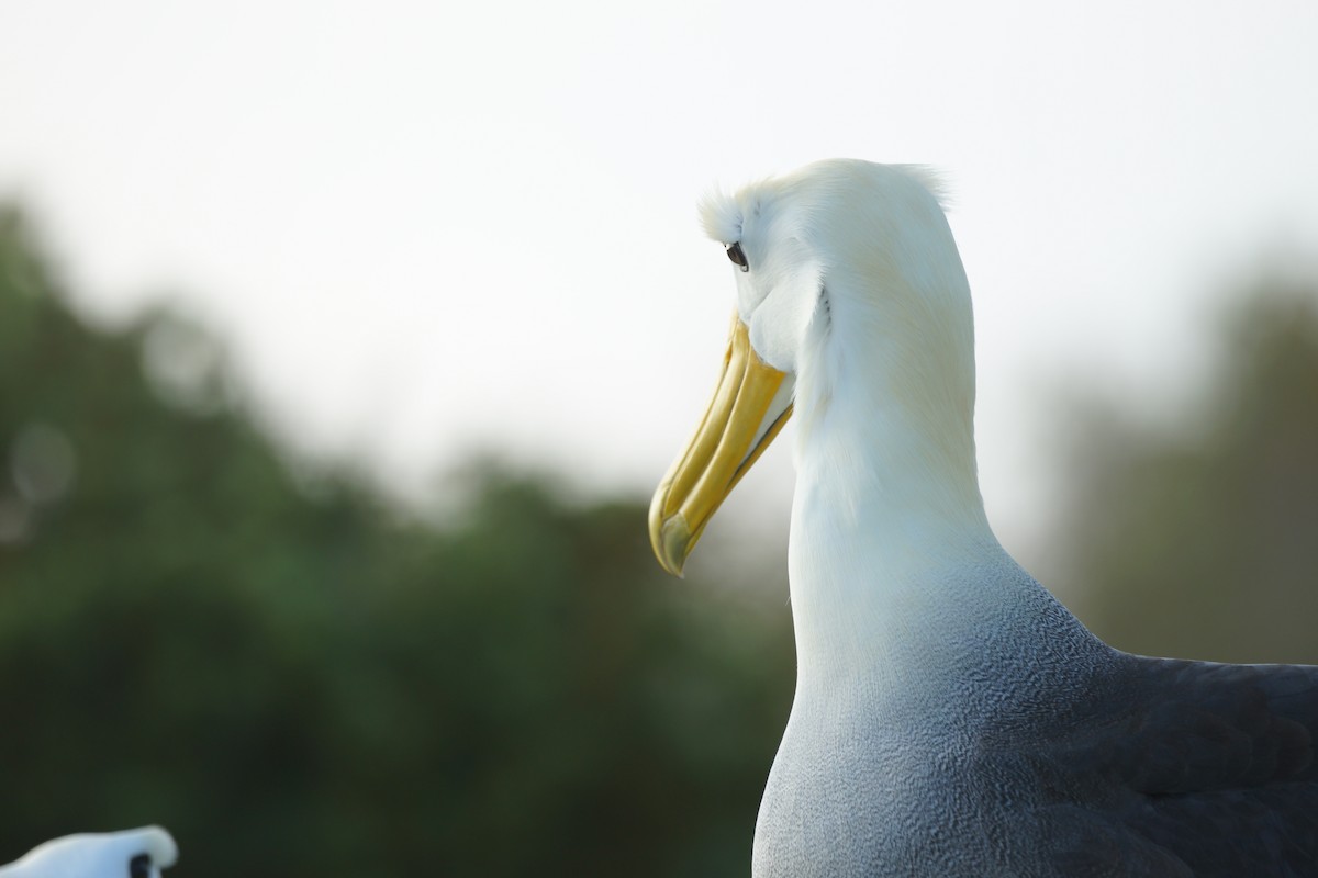 Waved Albatross - ML647496536