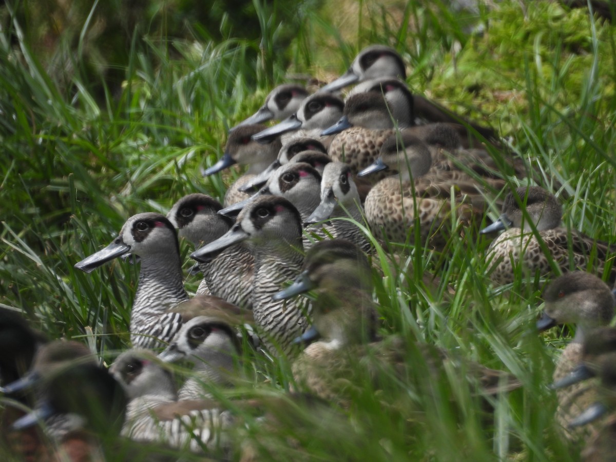 Pink-eared Duck - ML647496537