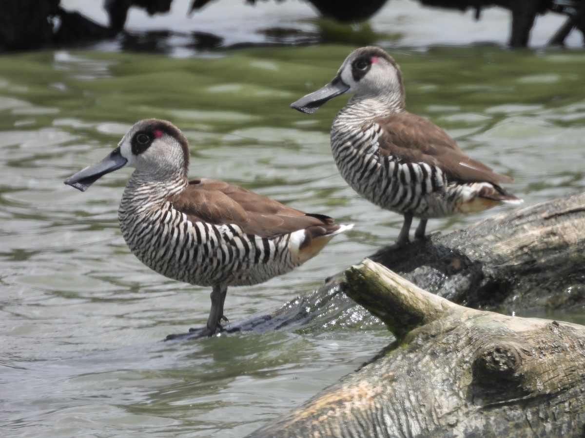 Pink-eared Duck - ML647496538