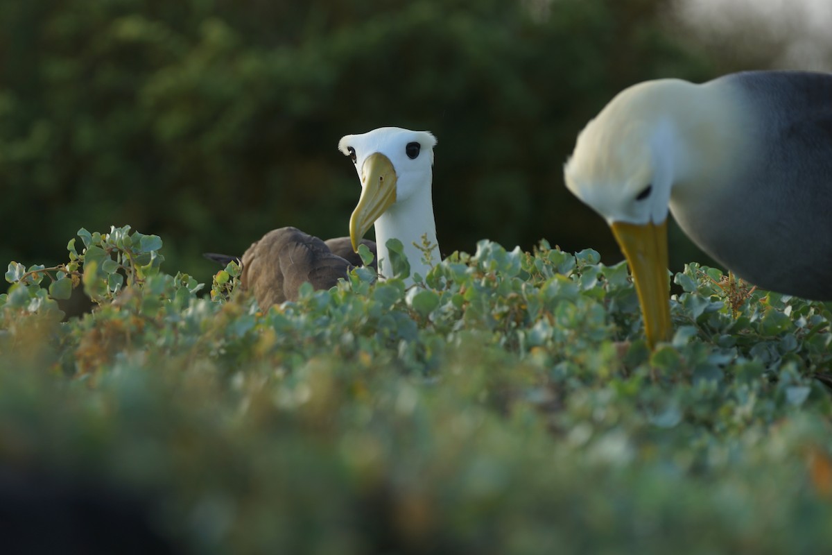 Waved Albatross - ML647496539