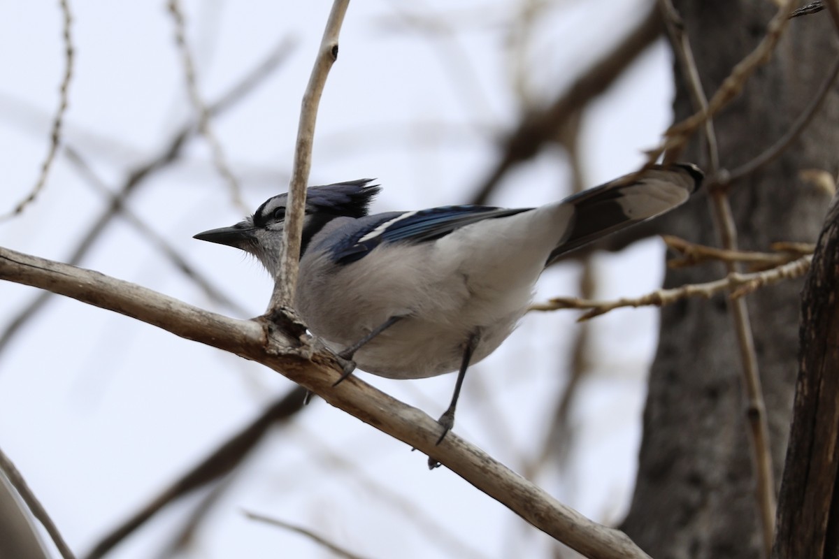 Blue Jay - ML647496540
