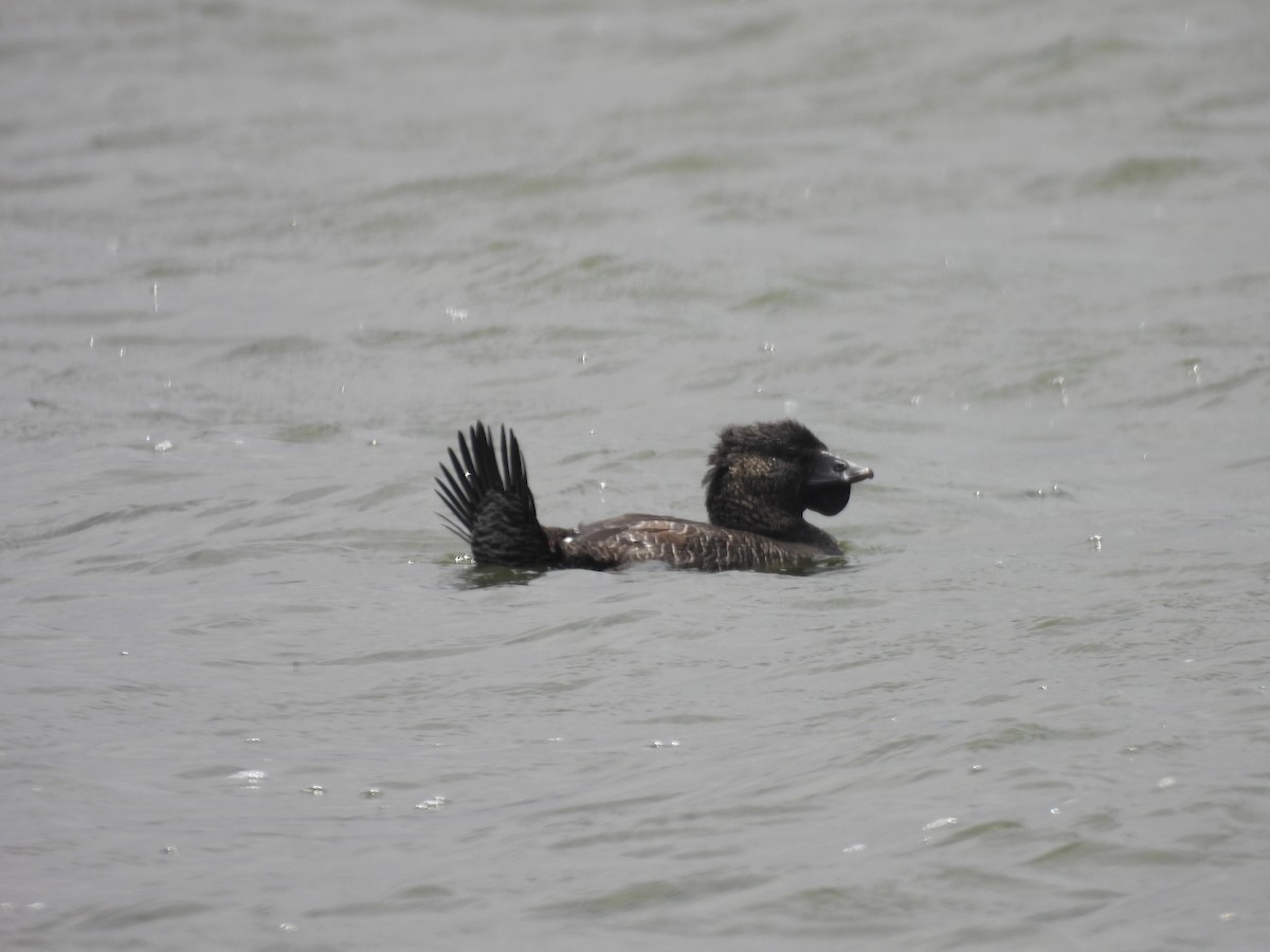 Musk Duck - ML647496541