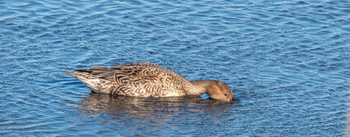 Northern Pintail - ML647496543