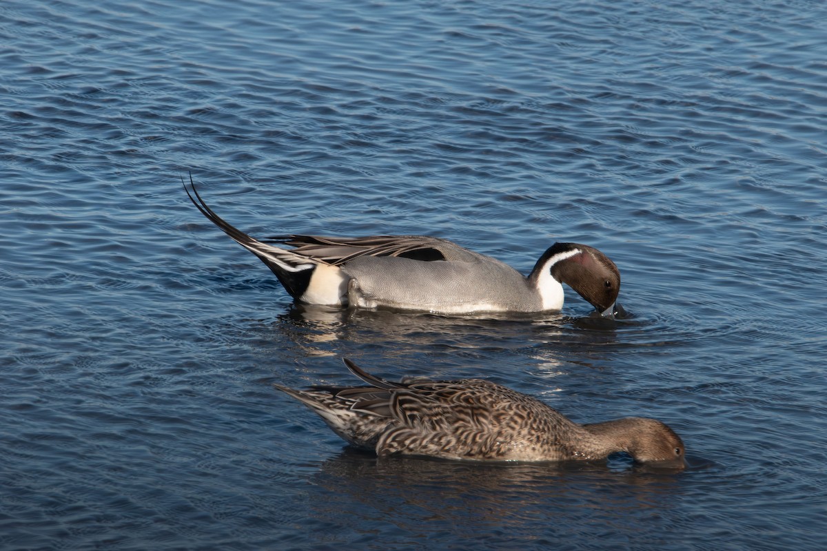 Northern Pintail - ML647496544