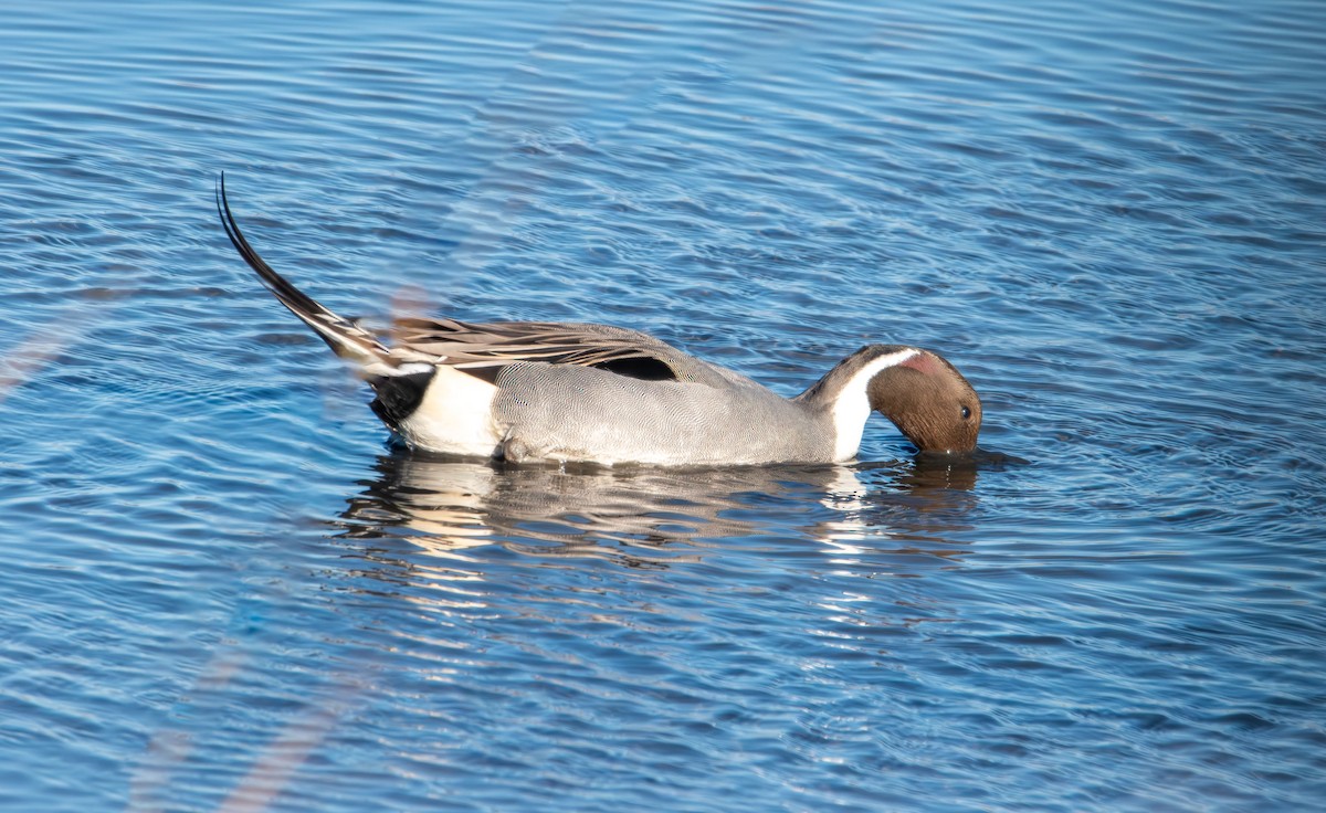 Northern Pintail - ML647496545