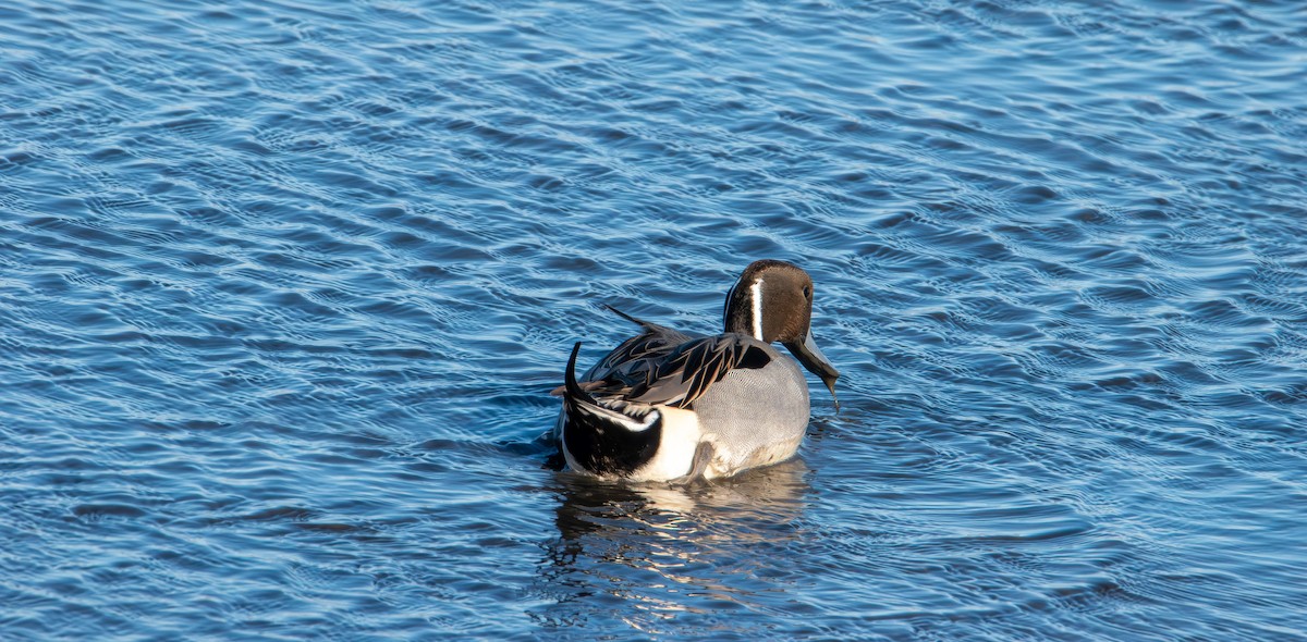 Northern Pintail - ML647496546