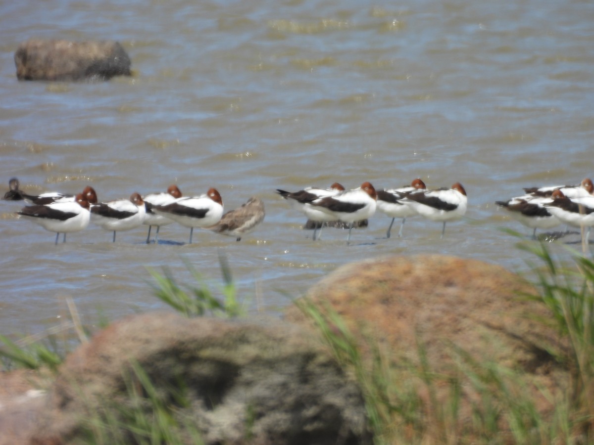 Black-tailed Godwit - ML647496547