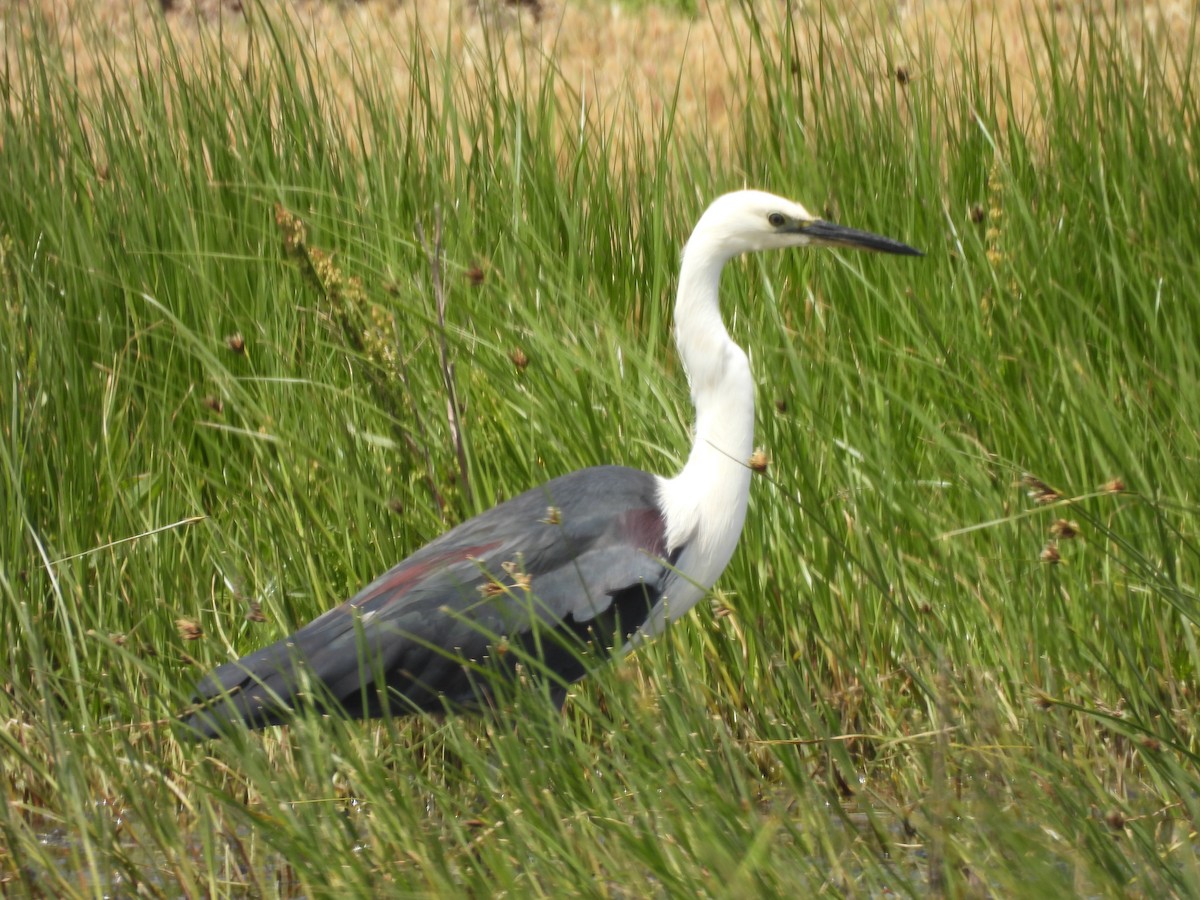 Pacific Heron - ML647496552