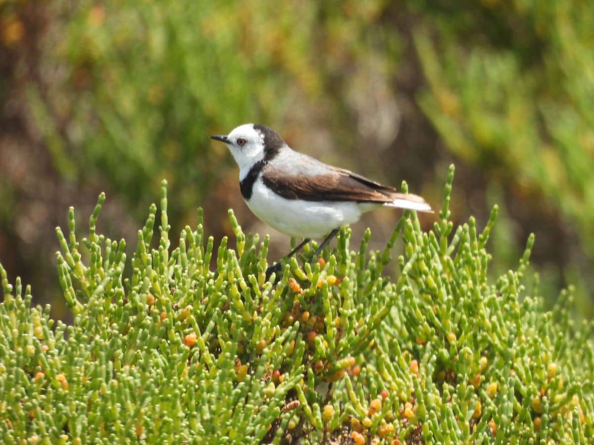 White-fronted Chat - ML647496561