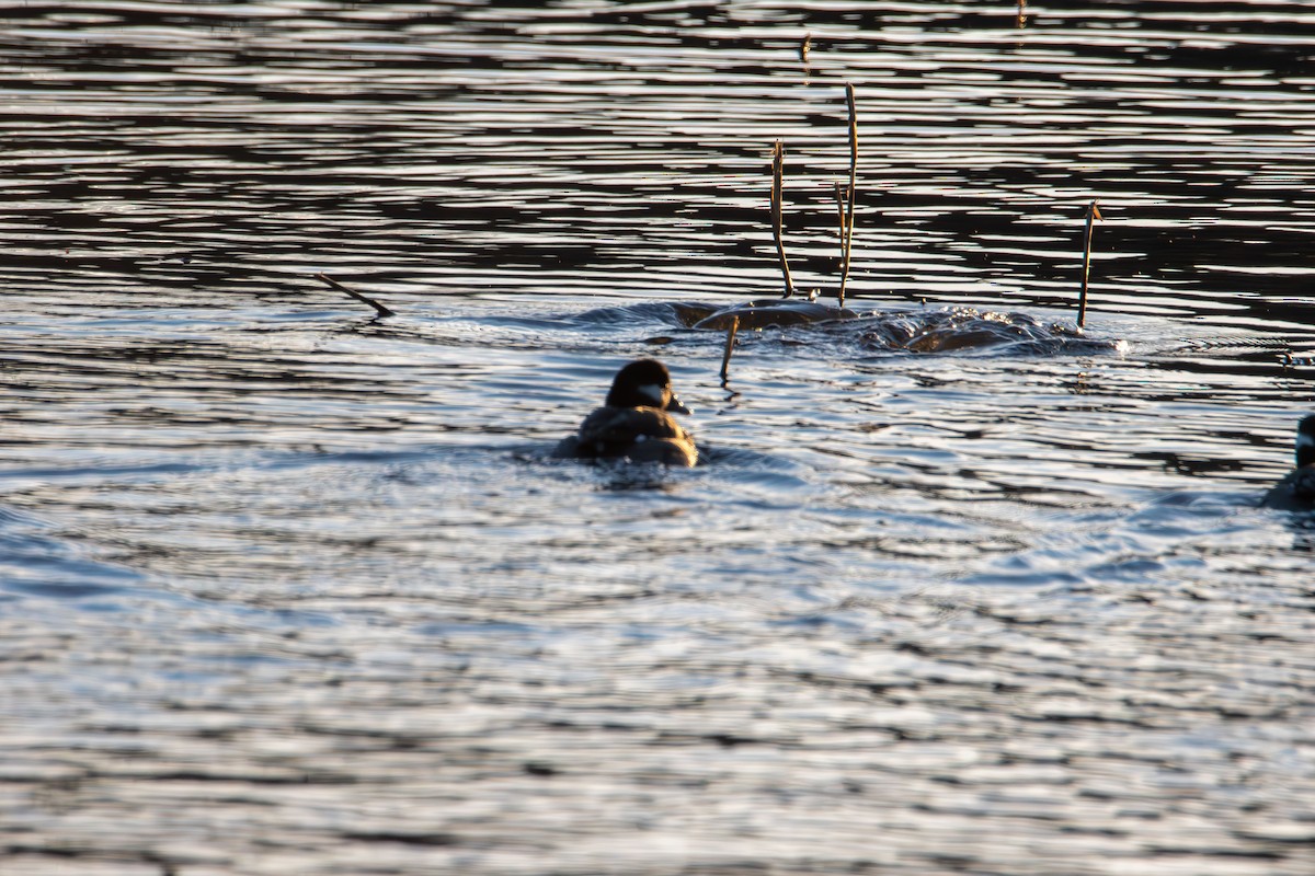 Ring-necked Duck - ML647496563