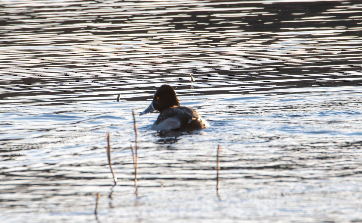 Ring-necked Duck - ML647496564