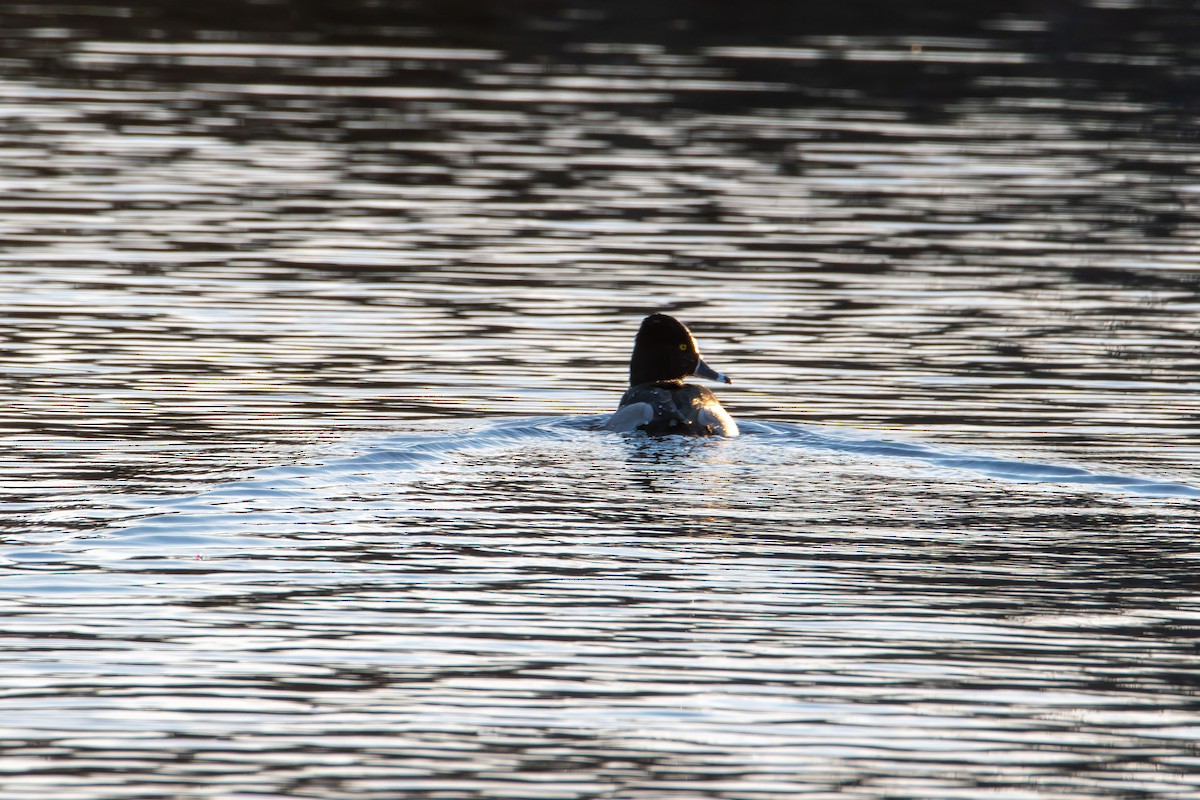Ring-necked Duck - ML647496566