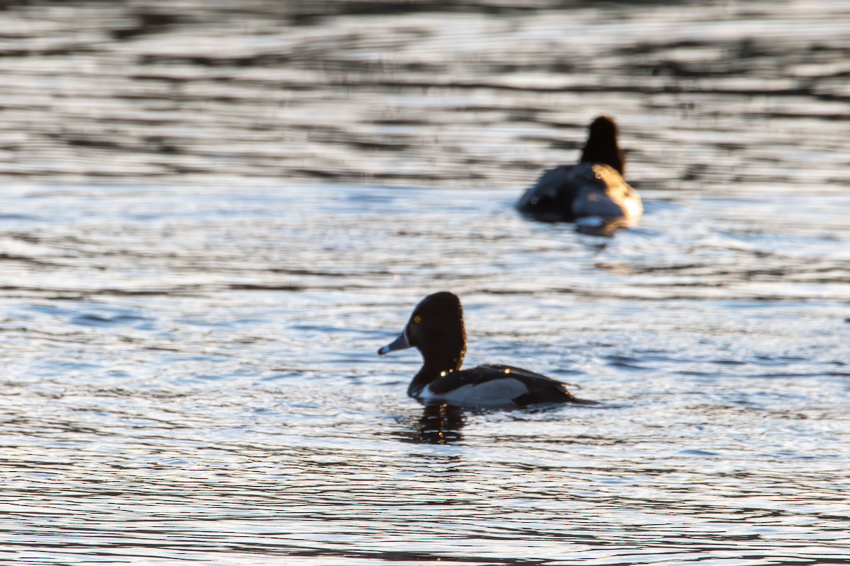 Ring-necked Duck - ML647496567