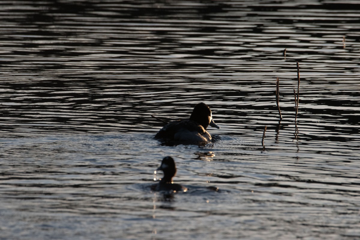 Ring-necked Duck - ML647496568