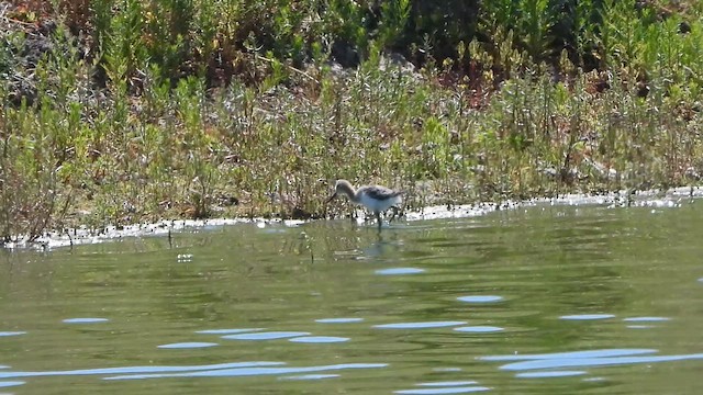 American Avocet - ML647496570