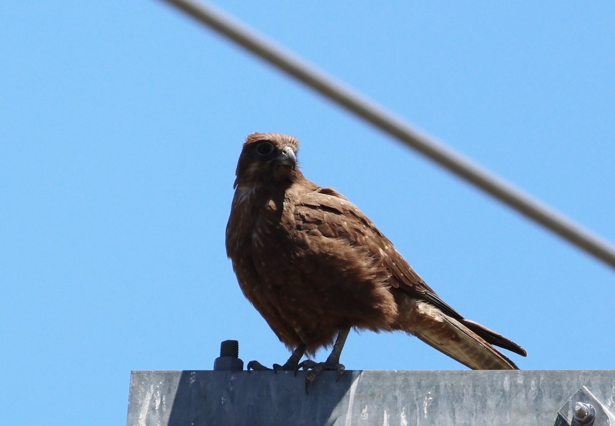 Brown Falcon - ML647496571