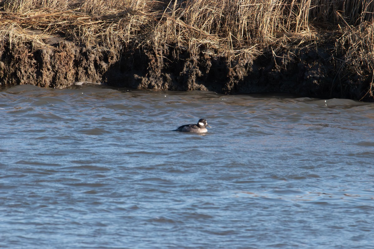 Bufflehead - ML647496572
