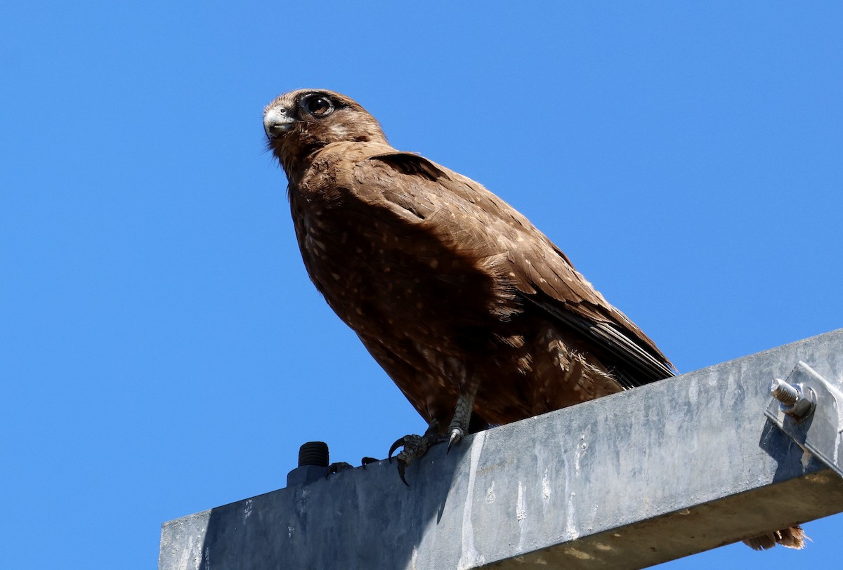 Brown Falcon - ML647496573