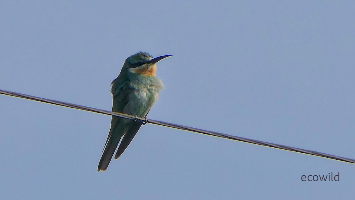 Blue-tailed Bee-eater - ML647496574