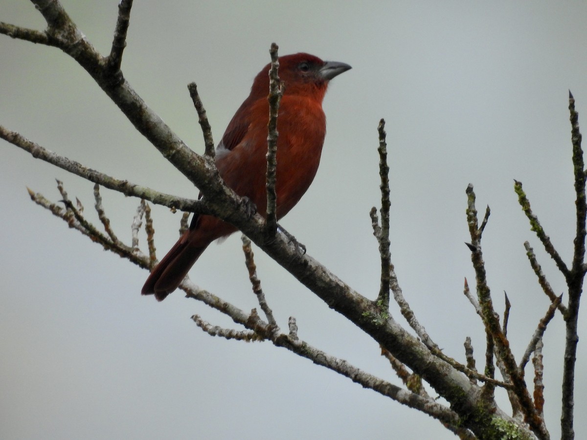 Hepatic Tanager - ML647496575