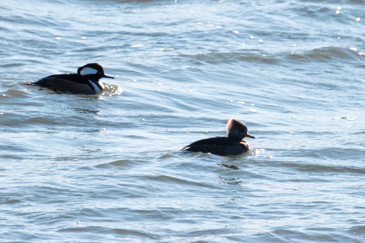 Hooded Merganser - ML647496576