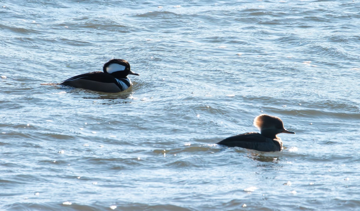 Hooded Merganser - ML647496578