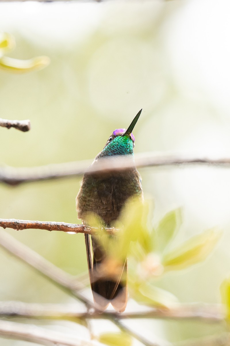 Rivoli's Hummingbird - ML647496579