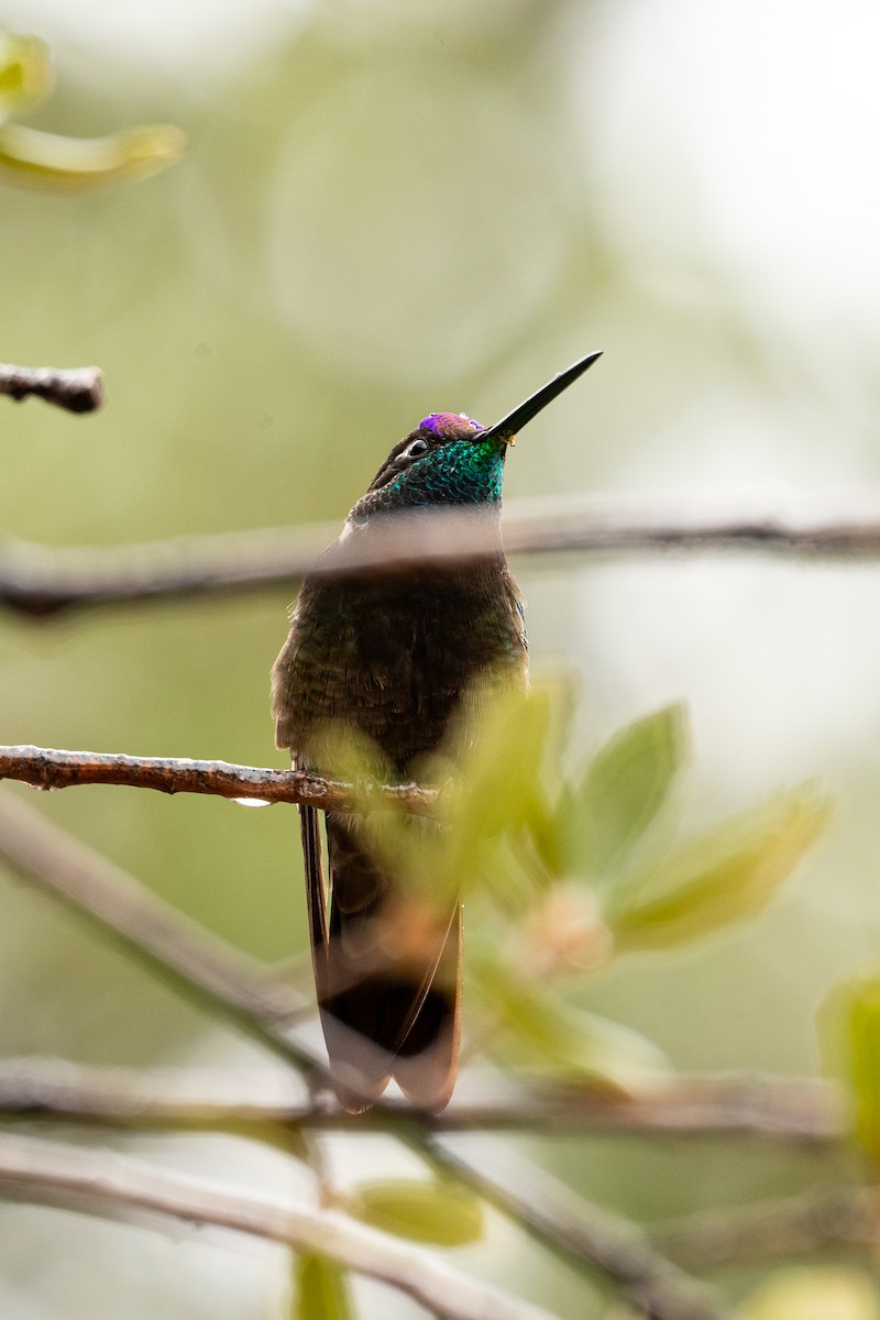 Rivoli's Hummingbird - ML647496580