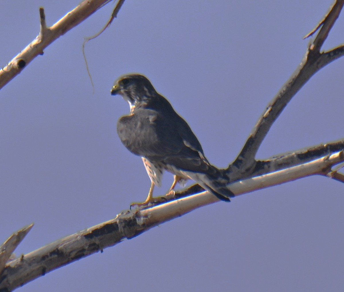 Merlin - ML647496582