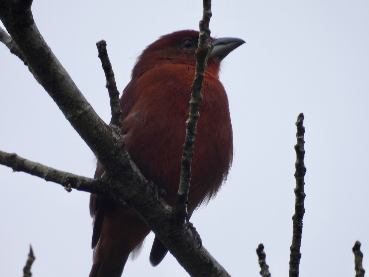 Hepatic Tanager - ML647496583