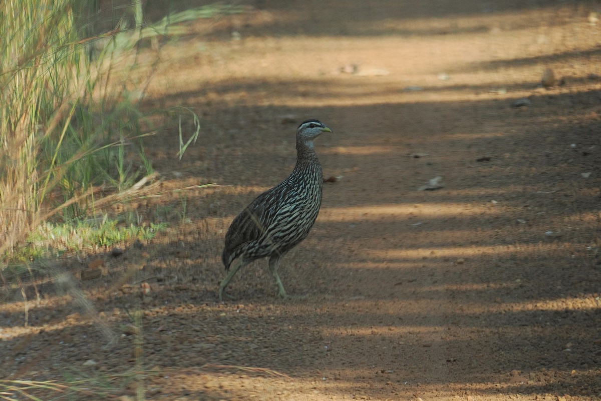 Double-spurred Spurfowl - ML647496584