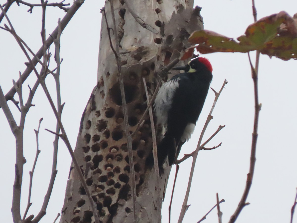 Acorn Woodpecker - ML647496585
