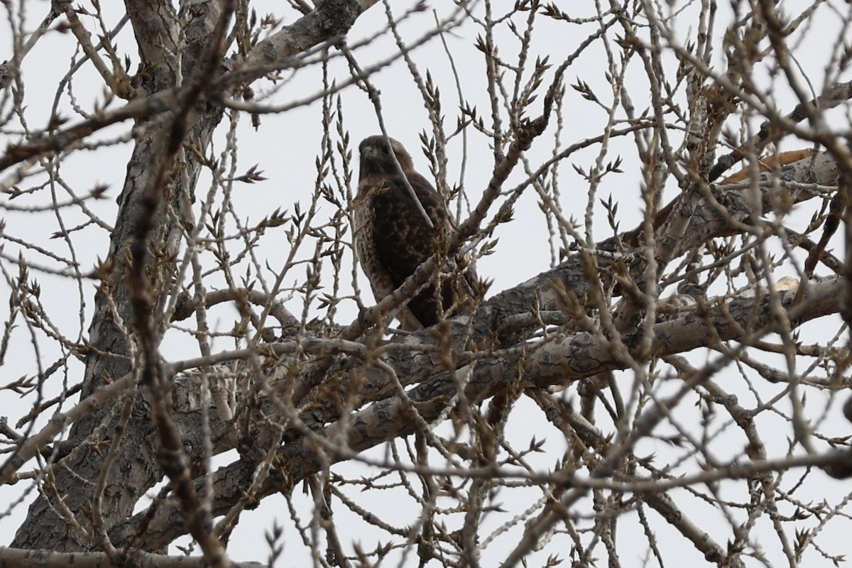 Red-tailed Hawk - ML647496587