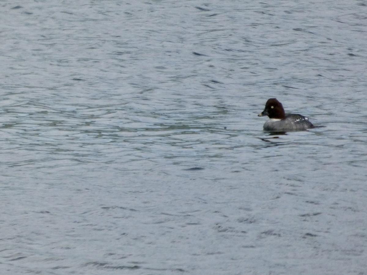 Common Goldeneye - ML647496588
