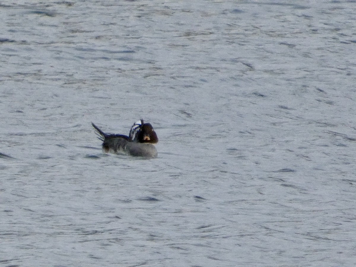 Common Goldeneye - ML647496590