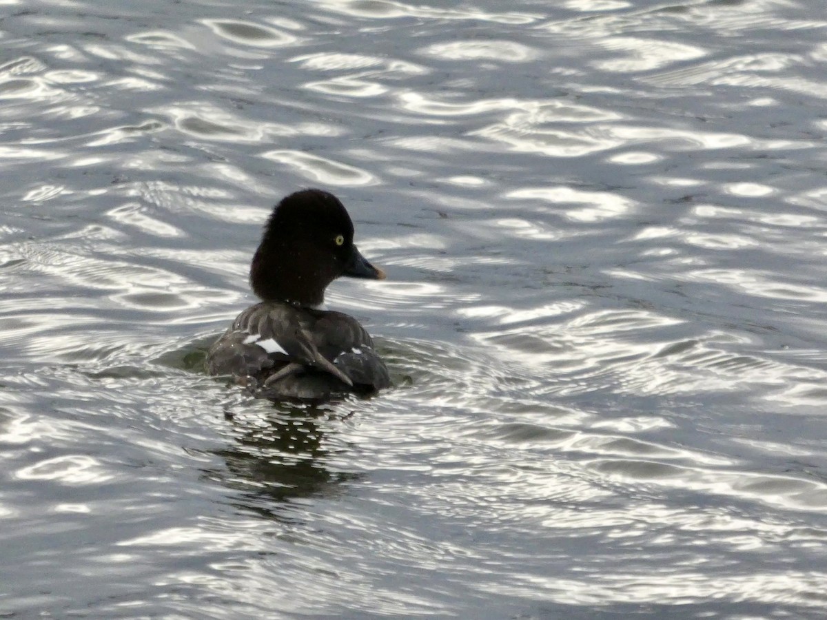 Common Goldeneye - ML647496591