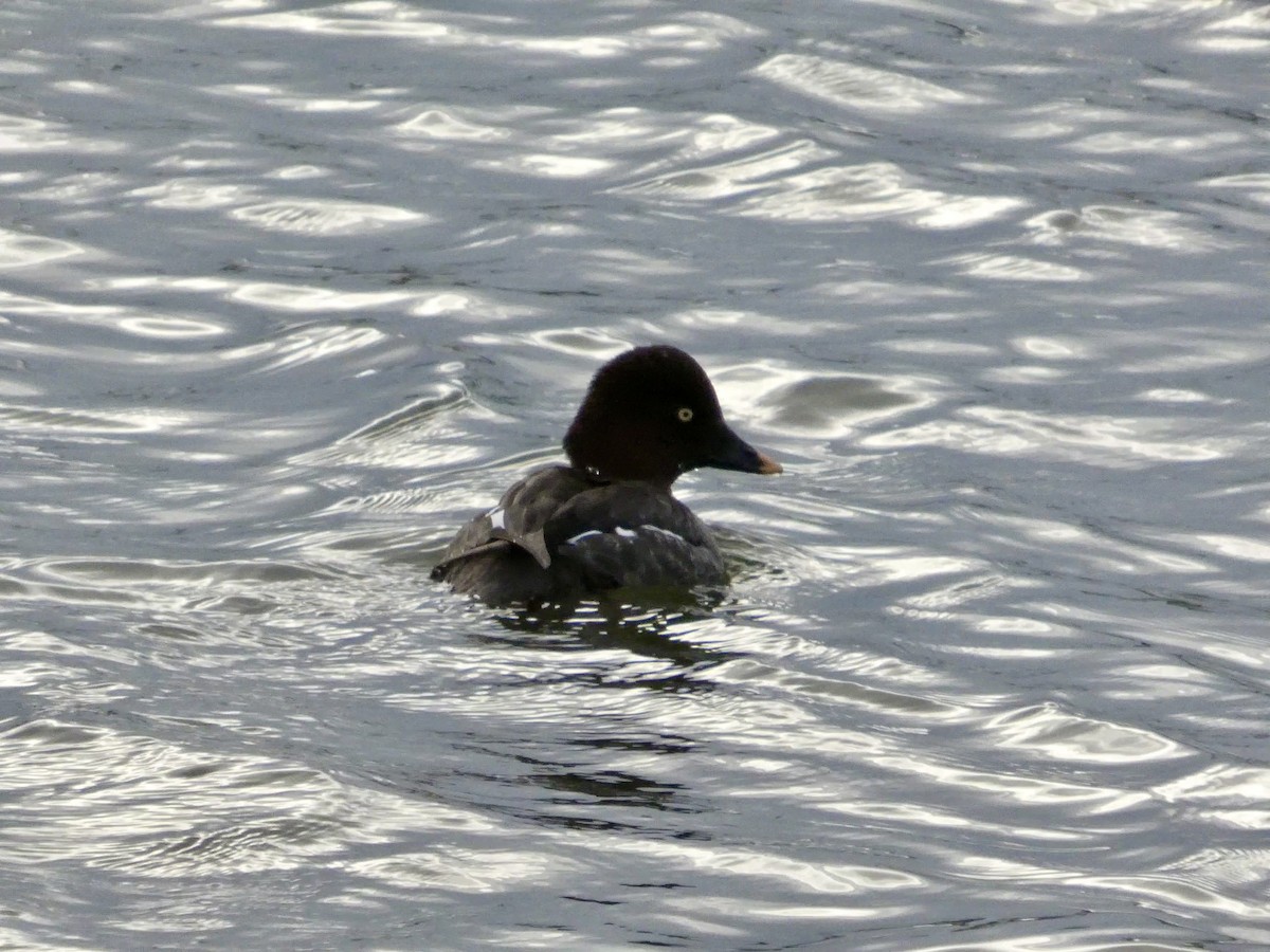 Common Goldeneye - ML647496592