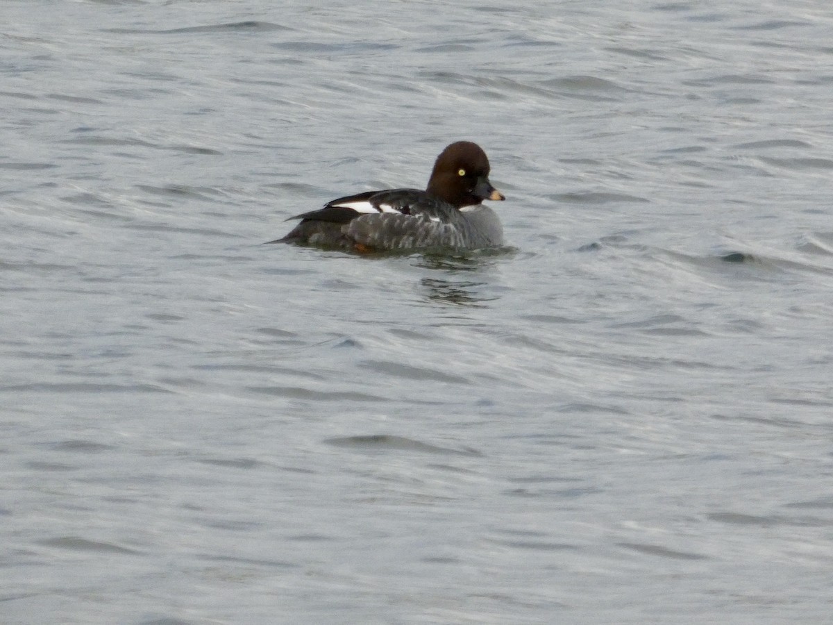 Common Goldeneye - ML647496593