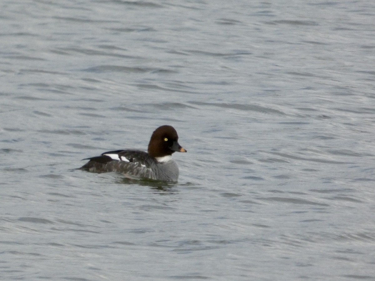 Common Goldeneye - ML647496595