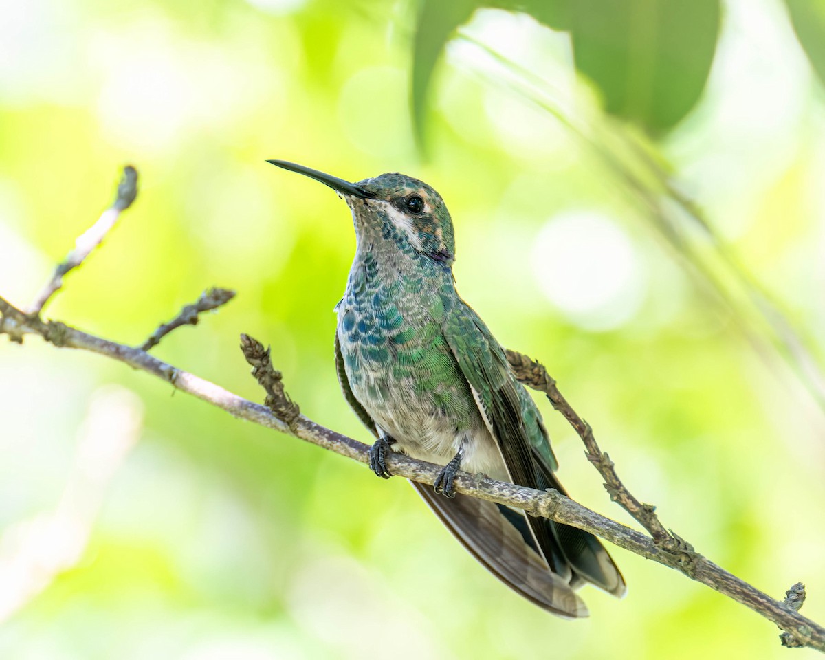 White-vented Violetear - ML647496608