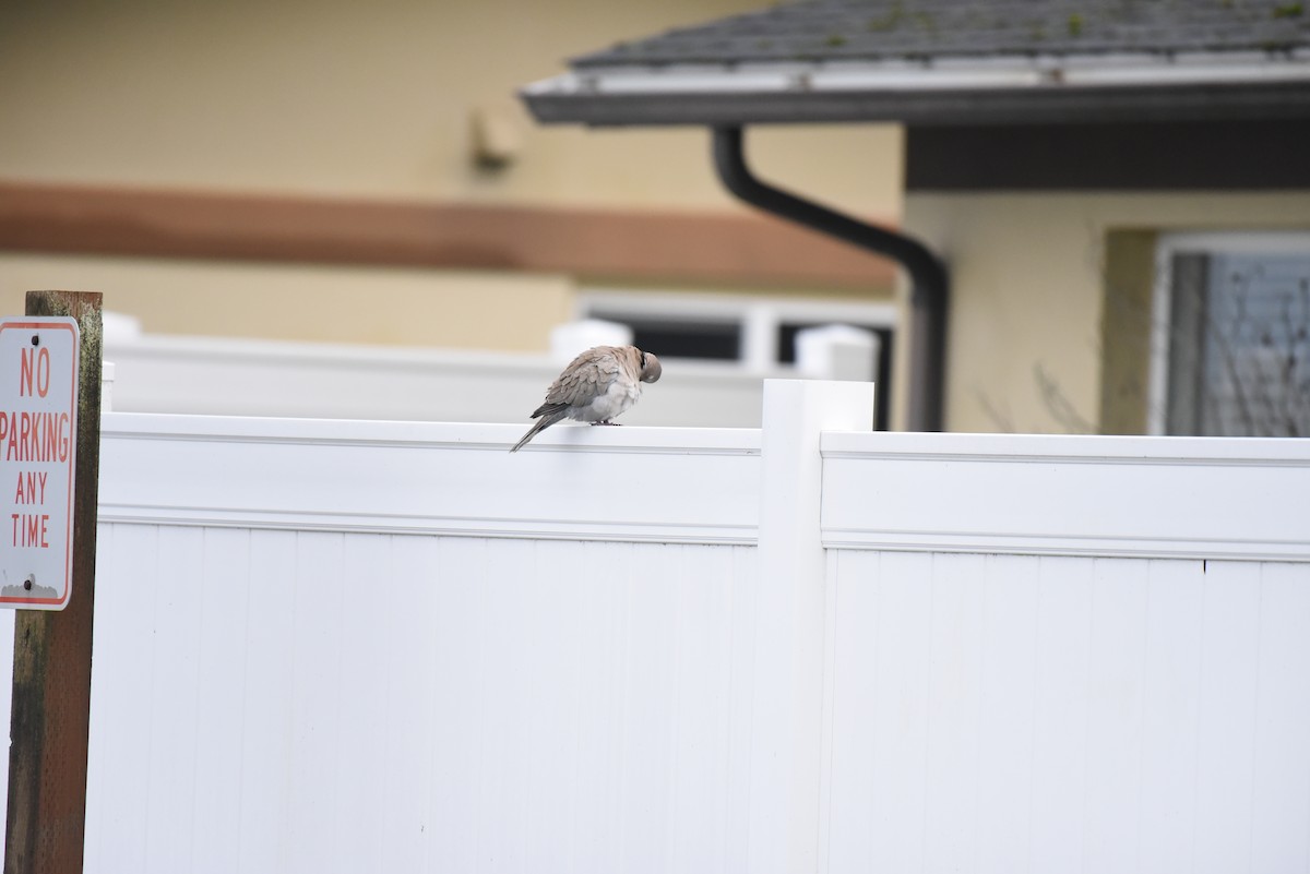 灰斑鳩 - ML647496611