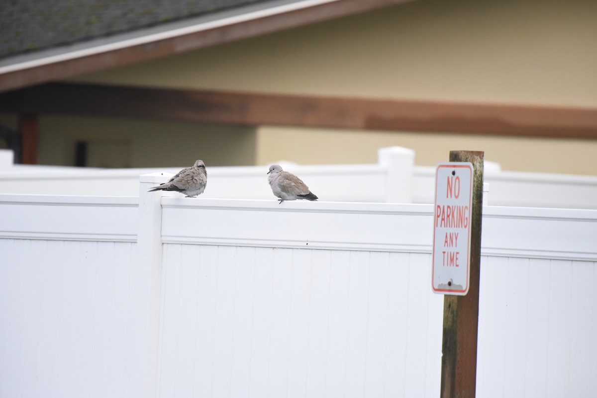 灰斑鳩 - ML647496612