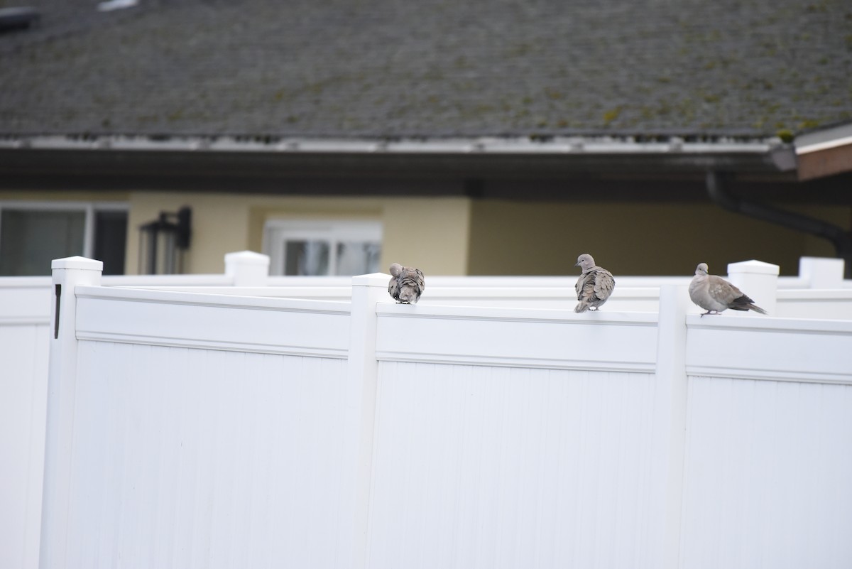 灰斑鳩 - ML647496621