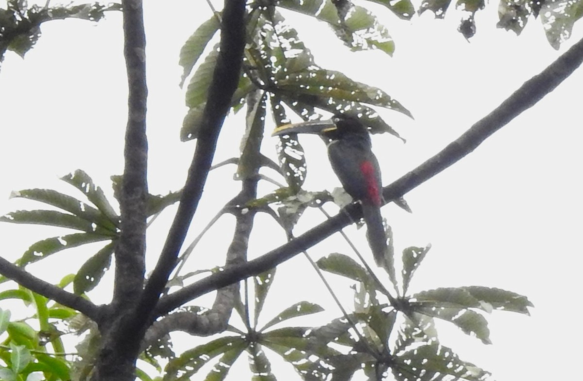 arassari hnědouchý - ML647496624