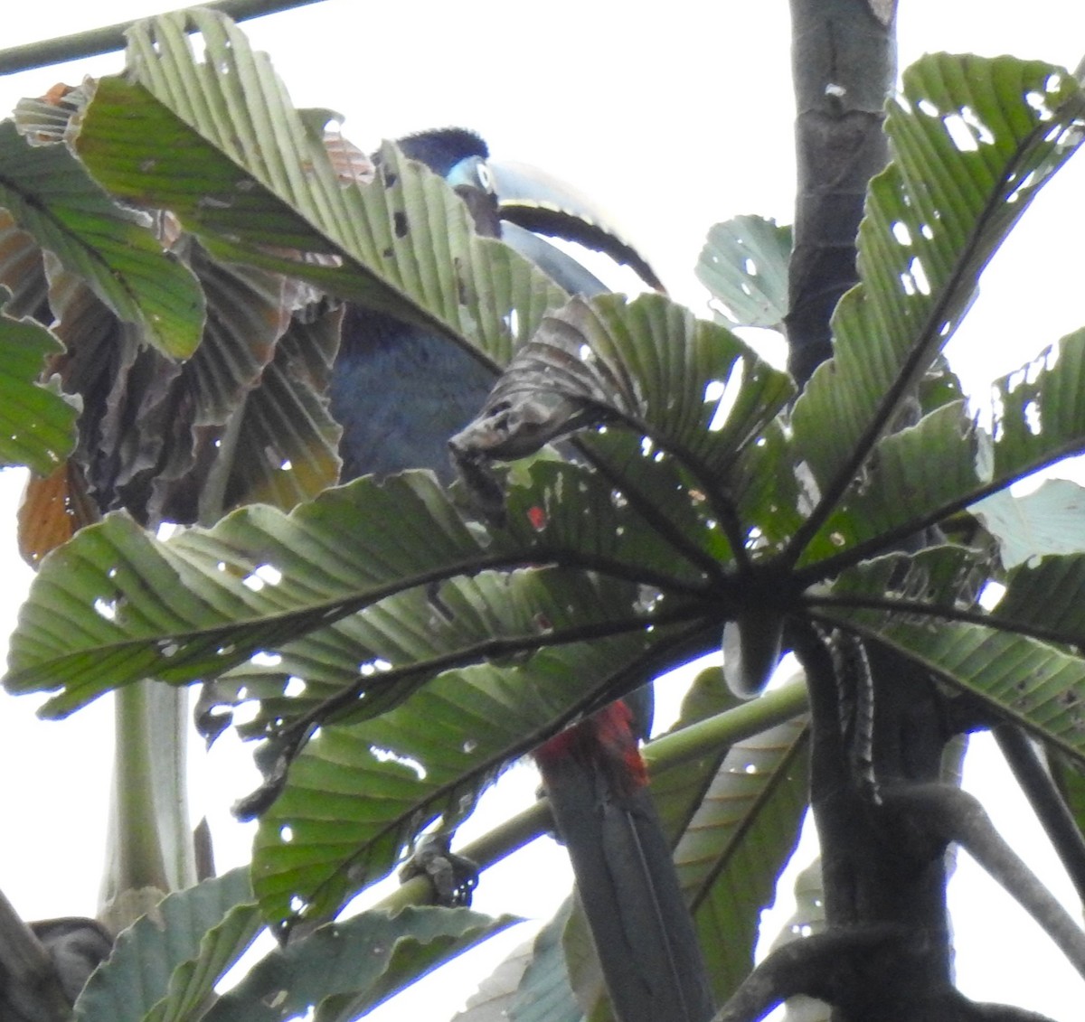 arassari hnědouchý - ML647496625